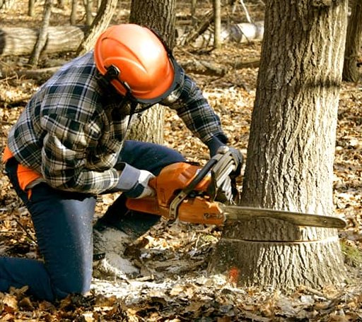 Tree Removal in Charlestown, RI